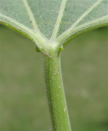  Leaf-Glands